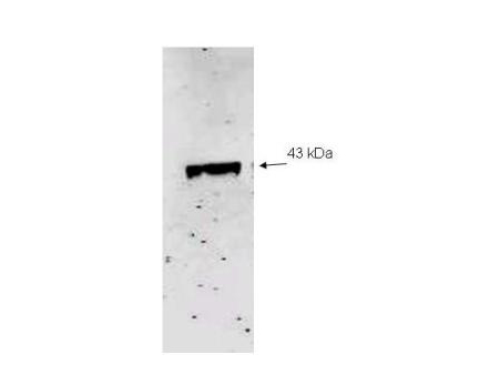 NEU2 / Sialidase 2 Antibody - Anti-Neu2 Antibody - Western Blot. Western blot of Affinity Purified anti-Neu2 antibody to detect recombinant His tagged Neu-2 (1.0 ug loaded). Molecular weight marker (not shown) indicates a single band of the expected MW (43 kD). The blot was incubated with a 1:500 dilution of the antibody at room temperature for 1 h followed by detection using IRDye800 labeled Goat-a-Rabbit IgG [H&L] ( diluted 1:1000. IRDye800 fluorescence image was captured using the Odyssey Infrared Imaging System developed by LI-COR. IRDye is a trademark of LI-COR, Inc. Other detection systems will yield similar results.