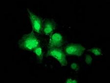 NEU2 / Sialidase 2 Antibody - Anti-NEU2 mouse monoclonal antibody immunofluorescent staining of COS7 cells transiently transfected by pCMV6-ENTRY NEU2.