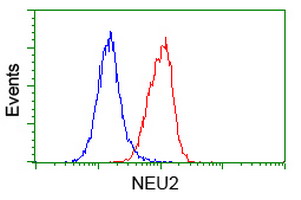 NEU2 / Sialidase 2 Antibody - Flow cytometry of HeLa cells, using anti-NEU2 antibody (Red), compared to a nonspecific negative control antibody (Blue).
