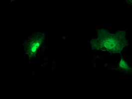 NEU2 / Sialidase 2 Antibody - Anti-NEU2 mouse monoclonal antibody immunofluorescent staining of COS7 cells transiently transfected by pCMV6-ENTRY NEU2.