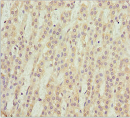 NEU2 / Sialidase 2 Antibody - Immunohistochemistry of paraffin-embedded human adrenal gland tissue at dilution 1:100