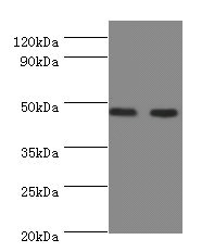 NEU3 Antibody - Western blot All Lanes:Sialidase-3 antibody at 2ug/ml Lane 1:A549 whole cell lysate Lane 2:U251 whole cell lysate Secondary Goat polyclonal to rabbit at 1/10000 dilution Predicted band size: 49,52 kDa Observed band size: 48 kDa