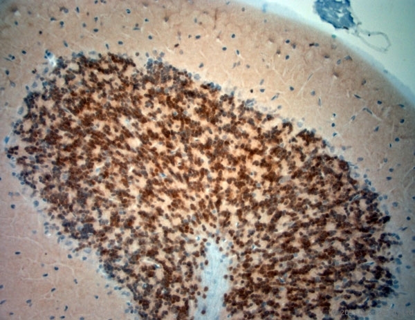 NeuN Antibody - Rabbit antibody to NeuN (80-130). IHC-P on paraffin sections of rat cerebellum. The animal was perfused using Autoperfuser at a pressure of 110 mm Hg with 300 ml 4% FA and further post fixed overnight before being processed for paraffin embedding. HIER: Tris-EDTA, pH 9 for 20 min using Thermo PT Module. Blocking: 0.2% LFDM in TBST filtered through a 0.2 micron filter. Detection was done using Novolink HRP polymer from Leica following manufacturers instructions. Primary antibody: dilution 1:1000, incubated 30 min at RT using Autostainer. Sections were counterstained with Harris Hematoxylin.