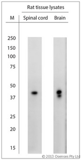 NeuN Antibody - Rabbit antibody to NeuN (80-130). WB on rat tissue lysates. Blocking: 1% LFDM for 30 min at RT; primary antibody: dilution 1:2000 incubated at 4C overnight.