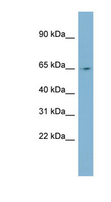 NEURL1 / NEURL Antibody - NEURL antibody Western blot of Fetal Small Intestine lysate. This image was taken for the unconjugated form of this product. Other forms have not been tested.