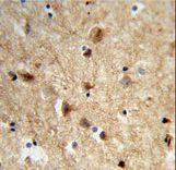 NEURL1 / NEURL Antibody - Formalin-fixed and paraffin-embedded human brain tissue reacted with NEURL Antibody , which was peroxidase-conjugated to the secondary antibody, followed by DAB staining. This data demonstrates the use of this antibody for immunohistochemistry; clinical relevance has not been evaluated.
