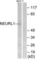 NEURL1 / NEURL Antibody - Western blot analysis of lysates from MCF-7 cells, using NEURL1 Antibody. The lane on the right is blocked with the synthesized peptide.