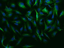 NEURL1 / NEURL Antibody - Immunofluorescence staining of NEURL1 in U251MG cells. Cells were fixed with 4% PFA, permeabilzed with 0.1% Triton X-100 in PBS, blocked with 10% serum, and incubated with rabbit anti-Human NEURL1 polyclonal antibody (dilution ratio 1:1000) at 4°C overnight. Then cells were stained with the Alexa Fluor 488-conjugated Goat Anti-rabbit IgG secondary antibody (green) and counterstained with DAPI (blue). Positive staining was localized to Cytoplasm.