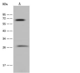 NEURL1 / NEURL Antibody - Anti-NEURL1 rabbit polyclonal antibody at 1:500 dilution. Lane A: MCF-7 Whole Cell Lysate. Lysates/proteins at 30 ug per lane. Secondary: Goat Anti-Rabbit IgG (H+L)/HRP at 1/10000 dilution. Developed using the ECL technique. Performed under reducing conditions. Predicted band size: 62 kDa.