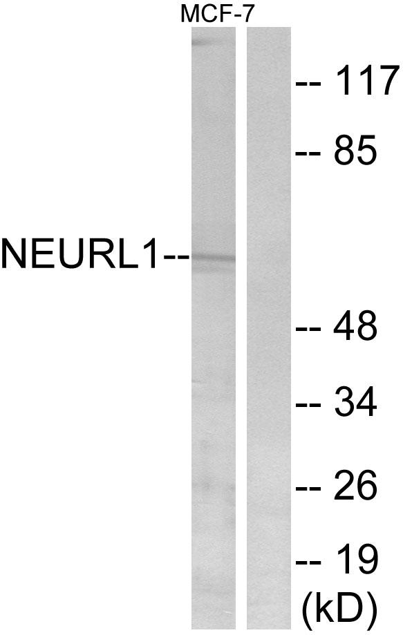 NEURL1 / NEURL Antibody - Western blot analysis of extracts from MCF-7 cells, using NEURL1 antibody.