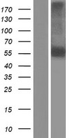 NEURL1 / NEURL Protein - Western validation with an anti-DDK antibody * L: Control HEK293 lysate R: Over-expression lysate