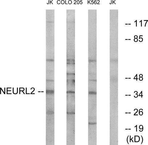 NEURL2 Antibody - Western blot analysis of extracts from Jurkat cells, COLO cells and K562 cells, using NEURL2 antibody.