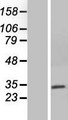 NEURL2 Protein - Western validation with an anti-DDK antibody * L: Control HEK293 lysate R: Over-expression lysate