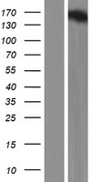 NEURL4 Protein - Western validation with an anti-DDK antibody * L: Control HEK293 lysate R: Over-expression lysate