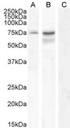 Neurochondrin Antibody - Neurochondrin antibody (0.3µg/ml) staining of HepG2 (A) and (1ug/ml) U251 cell lysate (B) + peptide (C) (35µg protein in RIPA buffer). Detected by chemiluminescence.
