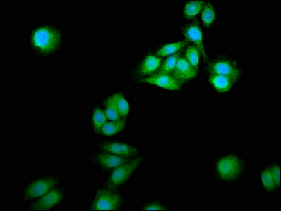 Neurochondrin Antibody - Immunofluorescence staining of HepG2 cells at a dilution of 1:166, counter-stained with DAPI. The cells were fixed in 4% formaldehyde, permeabilized using 0.2% Triton X-100 and blocked in 10% normal Goat Serum. The cells were then incubated with the antibody overnight at 4 °C.The secondary antibody was Alexa Fluor 488-congugated AffiniPure Goat Anti-Rabbit IgG (H+L) .