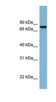 Neurochondrin Antibody - NCDN / Neurochondrin antibody Western blot of Fetal Brain lysate. This image was taken for the unconjugated form of this product. Other forms have not been tested.