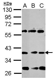 NEUROD1 Antibody - Sample (30 ug of whole cell lysate) A: NT2D1 B: U87-MG C: SK-N-SH 10% SDS PAGE NEUROD1 antibody diluted at 1:1000