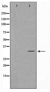NEUROD1 Antibody - Western blot of HeLa cell lysate using Neuro D Antibody
