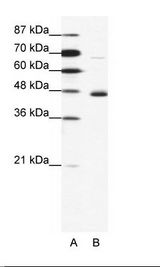 NEUROD1 Antibody - A: Marker, B: Jurkat Cell Lysate.  This image was taken for the unconjugated form of this product. Other forms have not been tested.