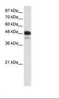 NEUROD2 Antibody - Transfected 293T Cell Lysate.  This image was taken for the unconjugated form of this product. Other forms have not been tested.