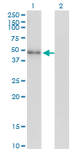 NEUROD2 Antibody - Western Blot analysis of NEUROD2 expression in transfected 293T cell line by NEUROD2 monoclonal antibody (M01), clone 3E7.Lane 1: NEUROD2 transfected lysate(41.3 KDa).Lane 2: Non-transfected lysate.