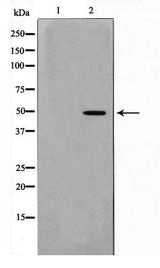 NEUROD2 Antibody - Western blot of 293 cell lysate using NDF2 Antibody