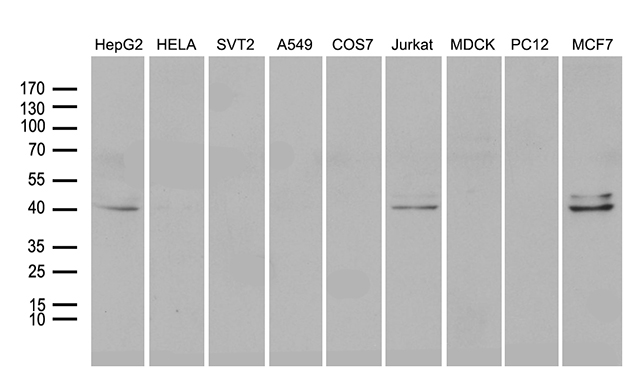 NEUROD4 Antibody - Western blot analysis of extracts. (35ug) from 9 different cell lines by using anti-NEUROD4 monoclonal antibody. (1:500)