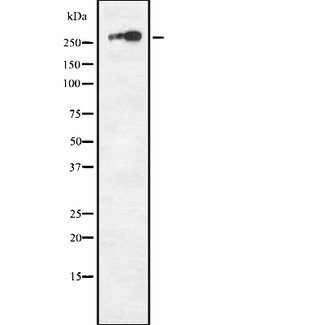 Neurofibromin / NF1 Antibody - Western blot analysis NF1 using COS7 whole cells lysates