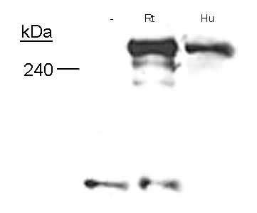 Neurofibromin / NF1 Antibody - Specificity of Neurofibromin, using Neurofibromin Antibody [McNFn27a], in Schwann cells from embryonic knockout mice, adult human nerves and neonatal rat nerves.  This image was taken for the unconjugated form of this product. Other forms have not been tested.