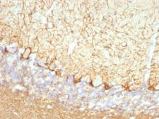 Neurofilament Antibody - Formalin-fixed, paraffin-embedded rat cerebellum stained with Neurofilament antibody (NFL/736).  This image was taken for the unmodified form of this product. Other forms have not been tested.