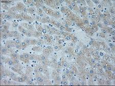 NEUROG1 / NGN1 / Neurogenin 1 Antibody - IHC of paraffin-embedded liver tissue using anti-NEUROG1 mouse monoclonal antibody. (Dilution 1:50).
