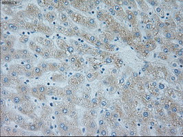 NEUROG1 / NGN1 / Neurogenin 1 Antibody - IHC of paraffin-embedded liver tissue using anti-NEUROG1 mouse monoclonal antibody. (Dilution 1:50).