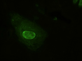 NEUROG1 / NGN1 / Neurogenin 1 Antibody - Anti-NEUROG1 mouse monoclonal antibody (NEUROG1) immunofluorescent staining of HeLa cells transiently transfected by pCMV6-ENTRY NEUROG1.