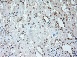 NEUROG1 / NGN1 / Neurogenin 1 Antibody - Immunohistochemical staining of paraffin-embedded Kidney tissue using anti-NEUROG1 mouse monoclonal antibody. (Dilution 1:50).
