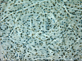 NEUROG1 / NGN1 / Neurogenin 1 Antibody - Immunohistochemical staining of paraffin-embedded pancreas tissue using anti-NEUROG1 mouse monoclonal antibody. (Dilution 1:50).