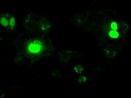 NEUROG1 / NGN1 / Neurogenin 1 Antibody - Anti-NEUROG1 mouse monoclonal antibody  immunofluorescent staining of COS7 cells transiently transfected by pCMV6-ENTRY NEUROG1.