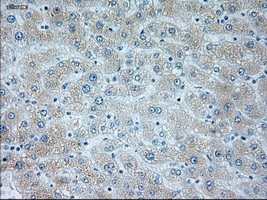 NEUROG1 / NGN1 / Neurogenin 1 Antibody - Immunohistochemical staining of paraffin-embedded liver tissue using anti-NEUROG1 mouse monoclonal antibody. (Dilution 1:50).