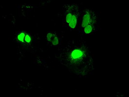 NEUROG1 / NGN1 / Neurogenin 1 Antibody - Anti-NEUROG1 mouse monoclonal antibody  immunofluorescent staining of COS7 cells transiently transfected by pCMV6-ENTRY NEUROG1.