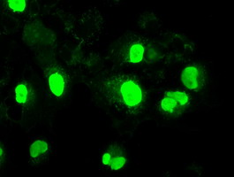 NEUROG1 / NGN1 / Neurogenin 1 Antibody - Anti-NEUROG1 mouse monoclonal antibody immunofluorescent staining of COS7 cells transiently transfected by pCMV6-ENTRY NEUROG1.