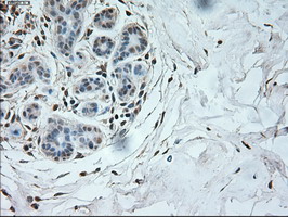 NEUROG1 / NGN1 / Neurogenin 1 Antibody - IHC of paraffin-embedded Kidney tissue using anti-NEUROG1 mouse monoclonal antibody. (Dilution 1:50).