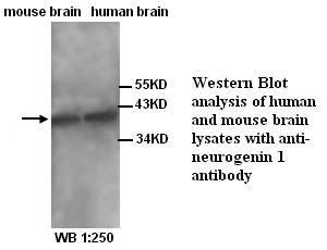 NEUROG1 / NGN1 / Neurogenin 1 Antibody