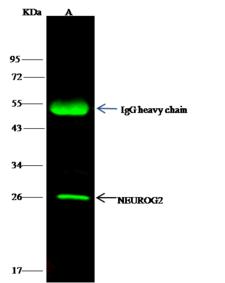 NEUROG2 / NGN2 / Neurogenin 2 Antibody - NEUROG was immunoprecipitated using: Lane A: 0.5 mg K562 Whole Cell Lysate. 4 uL anti-NEUROG rabbit polyclonal antibody and 15 ul of 50% Protein G agarose. Primary antibody: Anti-NEUROG rabbit polyclonal antibody, at 1:100 dilution. Secondary antibody: Dylight 800-labeled antibody to rabbit IgG (H+L), at 1:5000 dilution. Developed using the odssey technique. Performed under reducing conditions. Predicted band size: 26 kDa. Observed band size: 26 kDa.