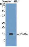 NEUROG3 / NGN3 / Neurogenin 3 Antibody - Western blot of recombinant NEUROG3 / NGN3 / Neurogenin 3.  This image was taken for the unconjugated form of this product. Other forms have not been tested.