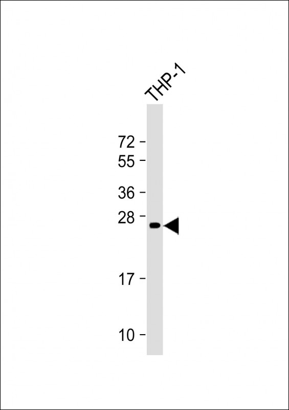 NEUROG3 / NGN3 / Neurogenin 3 Antibody - Anti-Neurogenin3 Antibody at 1:4000 dilution + THP-1 whole cell lysate Lysates/proteins at 20 µg per lane. Secondary Goat Anti-mouse IgG, (H+L), Peroxidase conjugated at 1/10000 dilution. Predicted band size: 23 kDa Blocking/Dilution buffer: 5% NFDM/TBST.
