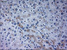 NEUROG3 / NGN3 / Neurogenin 3 Antibody - Immunohistochemical staining of paraffin-embedded liver tissue using anti-NEUROG3 mouse monoclonal antibody. (Dilution 1:50).