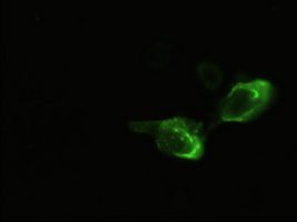 NEUROG3 / NGN3 / Neurogenin 3 Antibody - Anti-NEUROG3 mouse monoclonal antibody (NEUROG3) immunofluorescent staining of HeLa cells transiently transfected by pCMV6-ENTRY NEUROG3.