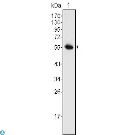 NEUROG3 / NGN3 / Neurogenin 3 Antibody - Western Blot (WB) analysis using Neurogenin 3 Monoclonal Antibody against full-length NGN3 (aa1-214)-hIgGFc transfected HEK293 cell lysate (1).