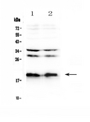 Neuropeptide S / NPS Antibody - Western blot - Anti-Neuropeptide S Picoband antibody