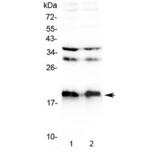Neuropeptide S / NPS Antibody - Western blot testing of 1) rat brain and 2) mouse brain lysate with Neuropeptide S antibody at 0.5ug/ml. Predicted molecular weight ~10 kDa, observed here at ~19 kDa.